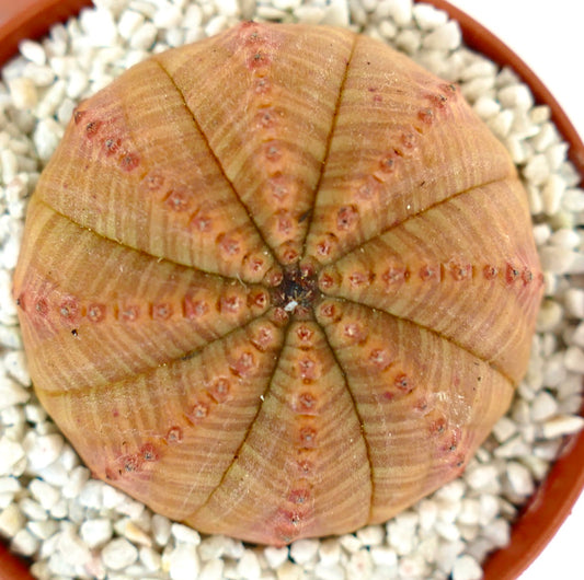 Euphorbia obesa ORANGE FORM