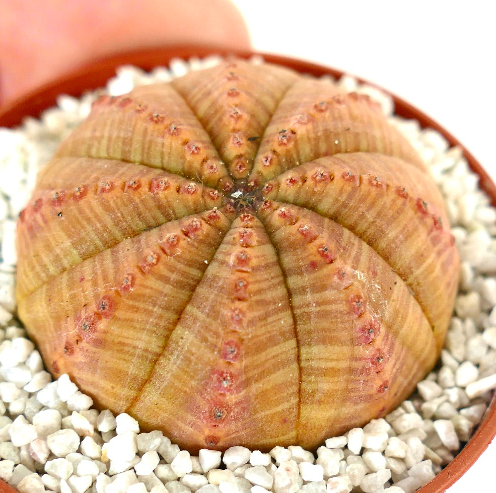 Euphorbia obesa ORANGE FORM