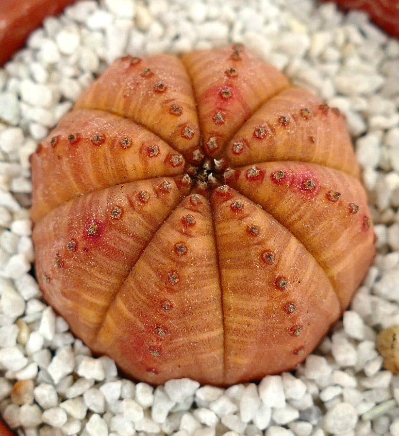 Euphorbia obesa ORANGE FORM