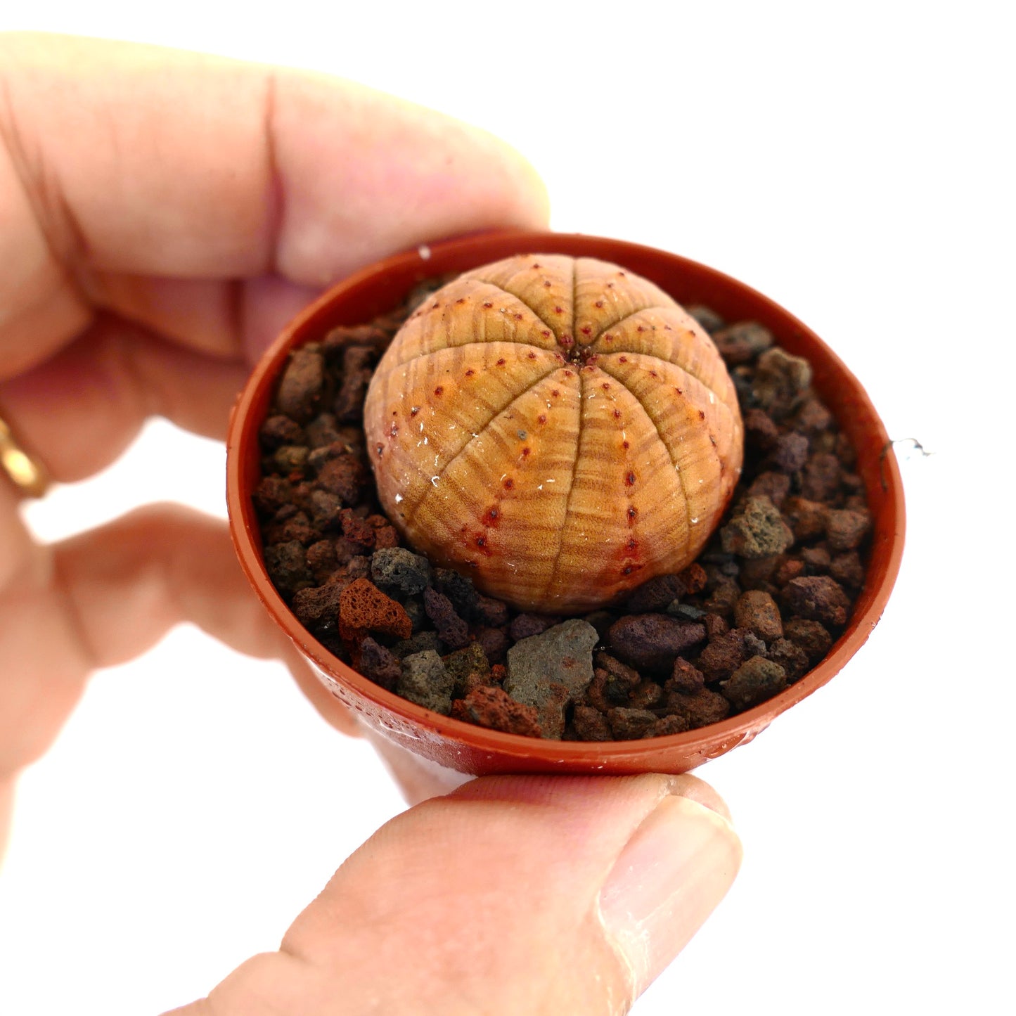 Euphorbia obesa small round succulent with orange hues and textured surface in pot
