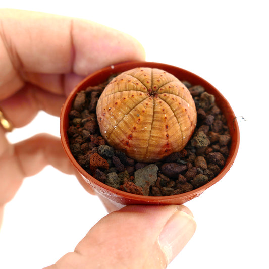 Euphorbia obesa small round succulent with orange hues and textured surface in pot