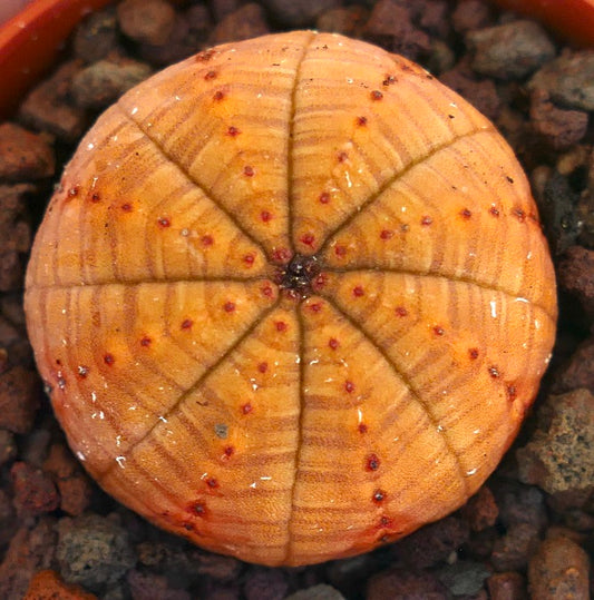 Euphorbia obesa rare succulent cactus with orange ribbed spherical body and small red dots