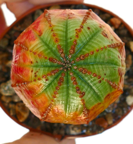 op view of Euphorbia obesa ORANGE GREEN, a round succulent with distinct vertical ribs, showing a mix of green, yellow, and orange-red coloring, planted in a small pot with pebbles.