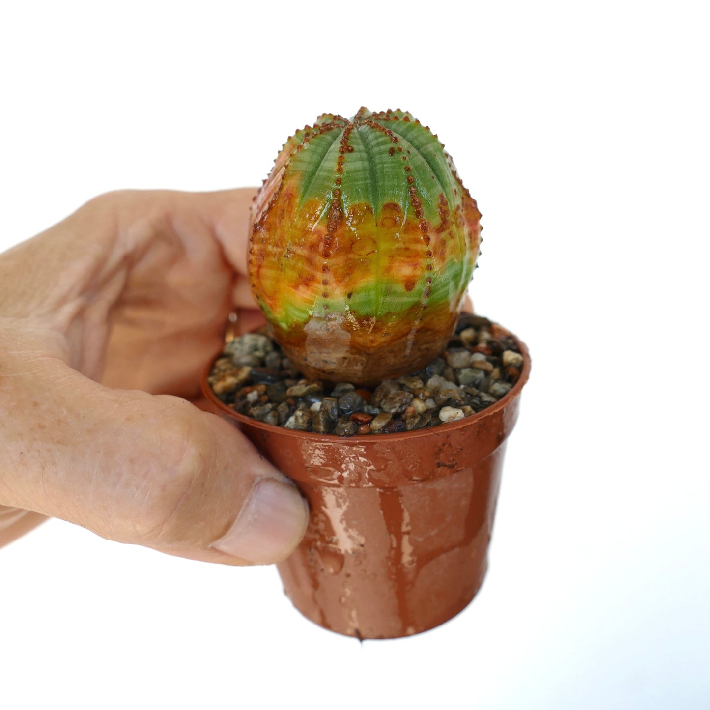 Side view of Euphorbia obesa ORANGE GREEN held in hand, displaying its spherical ribbed body with vibrant green and orange tones, growing in a brown plastic pot filled with gravel.