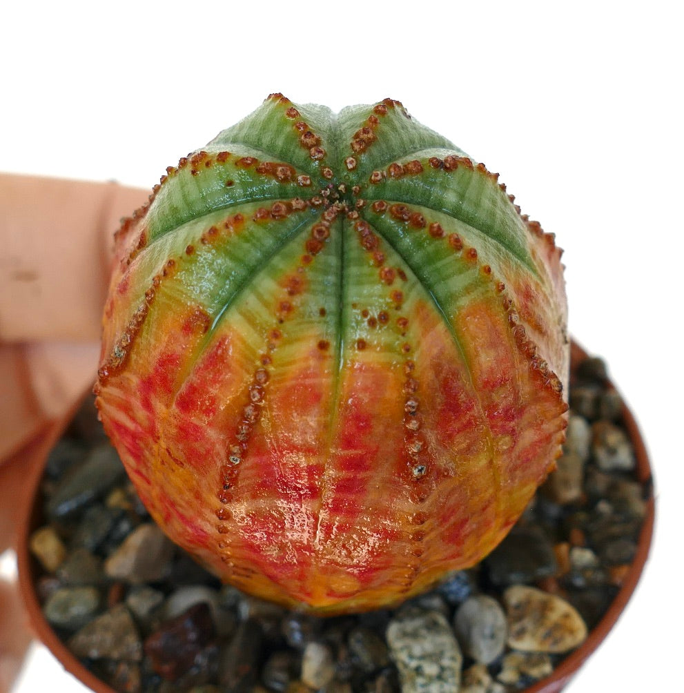 Close-up of Euphorbia obesa ORANGE GREEN from above, highlighting its ribbed structure and bright gradient colors from green at the top to red and orange near the base, surrounded by decorative stones.