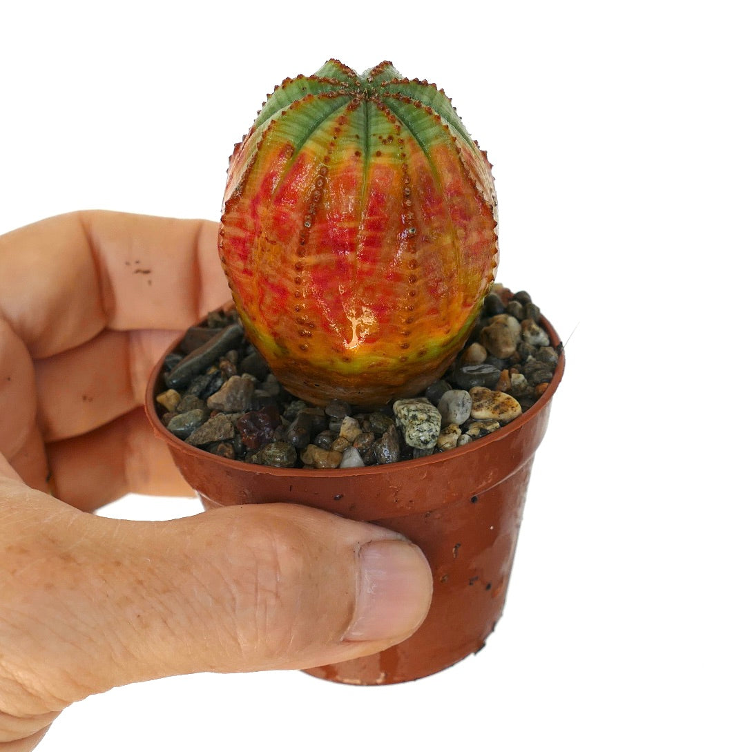 Euphorbia obesa ORANGE GREEN shown in a small pot with pebbles, held between fingers, featuring a rounded body with vivid green, orange, and red hues along its vertical ribs.