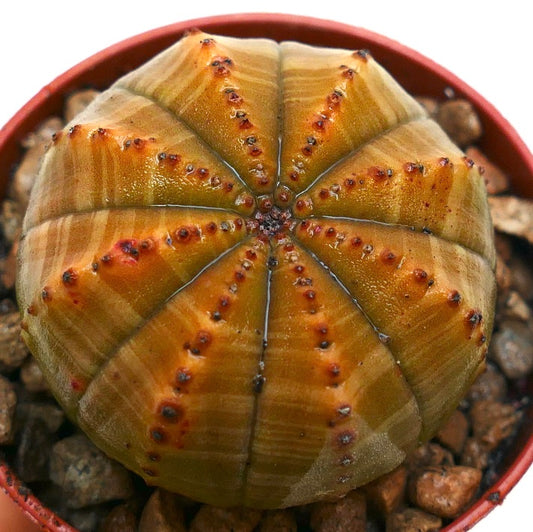 Suculenta Euphorbia obesa con cuerpo redondeado acanalado y patrón variegado naranja-verde