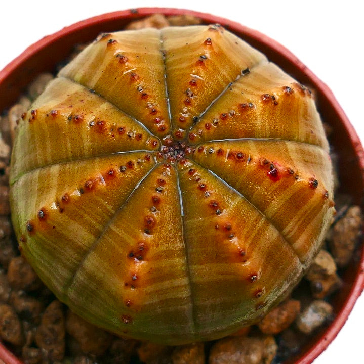 Euphorbia obesa succulenta con struttura arrotondata a coste e piccoli areoli marroni in vaso di terracotta