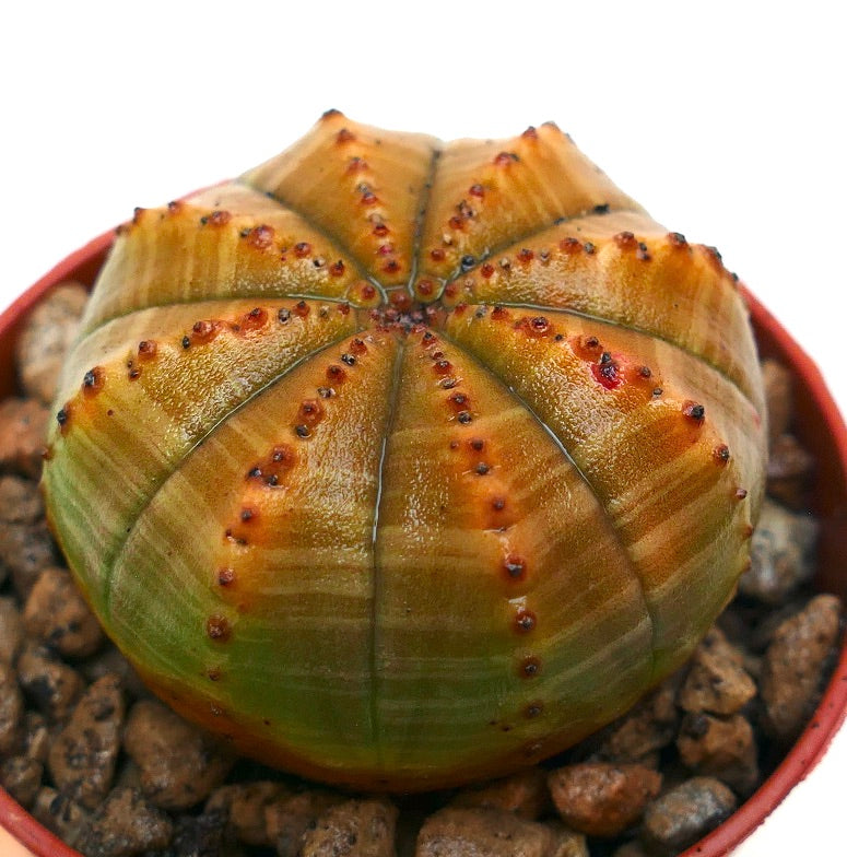 Euphorbia obesa succulenta con corpo arrotondato e costolato e variegatura arancio-verde