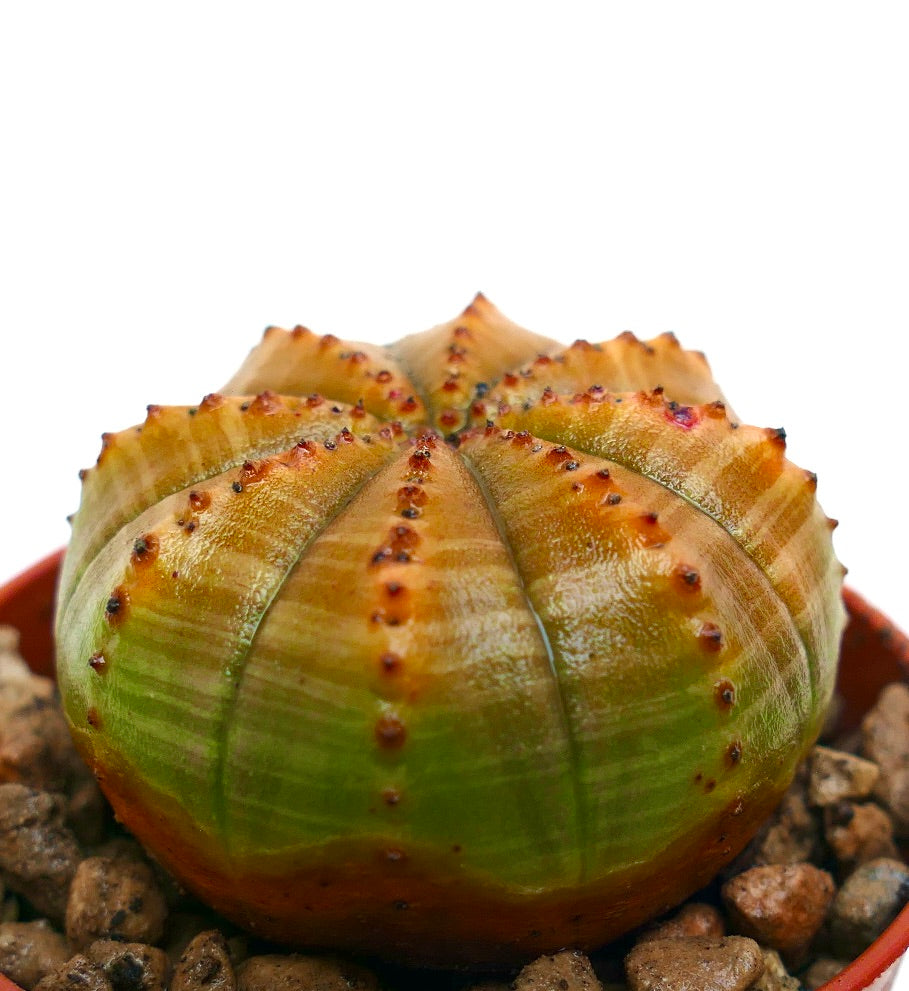 Euphorbia obesa cactus succulento con corpo rigato arancione e verde e piccoli tubercoli