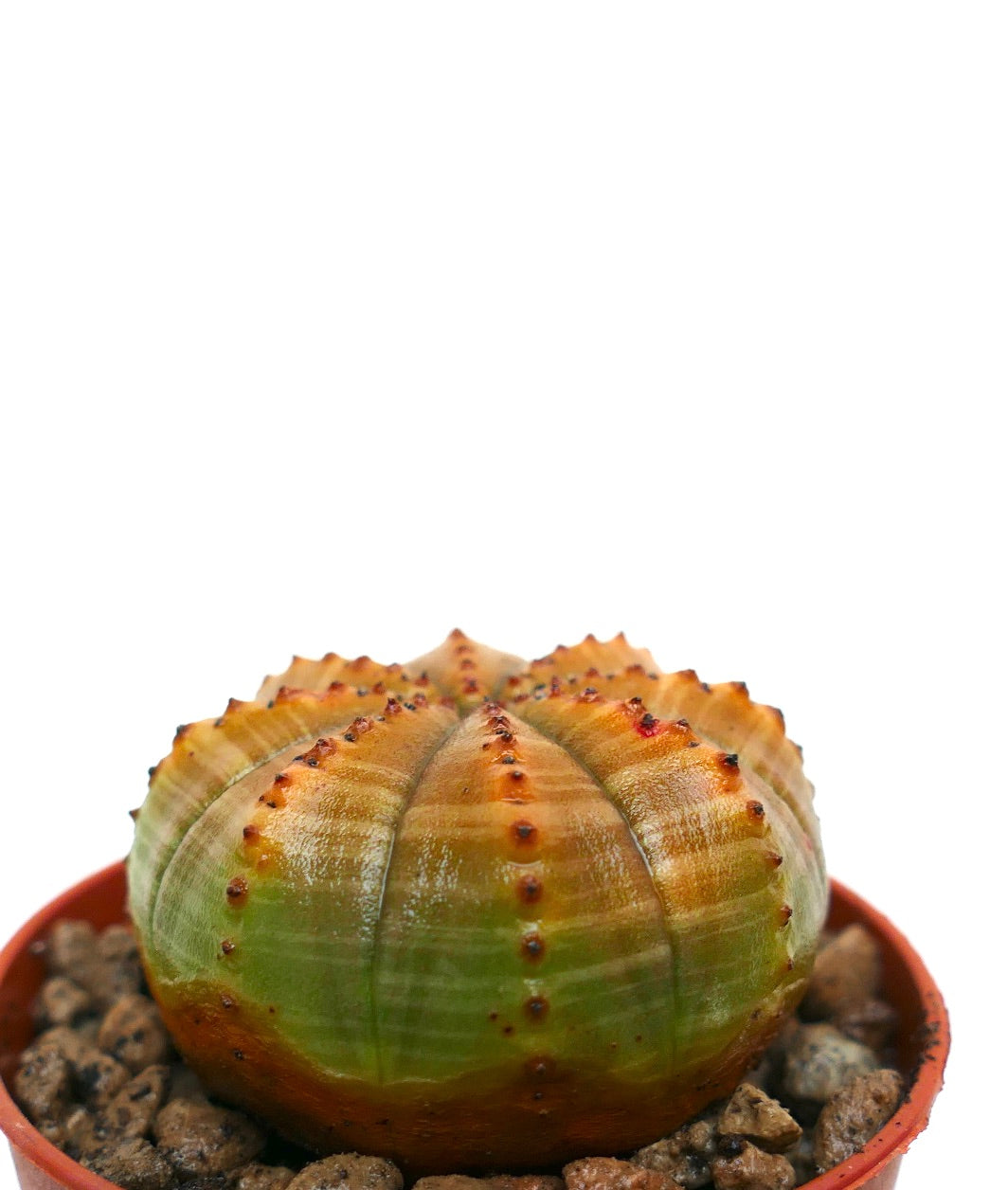 Euphorbia obesa succulenta con corpo arrotondato e costolato e colore sfumato arancione-verde