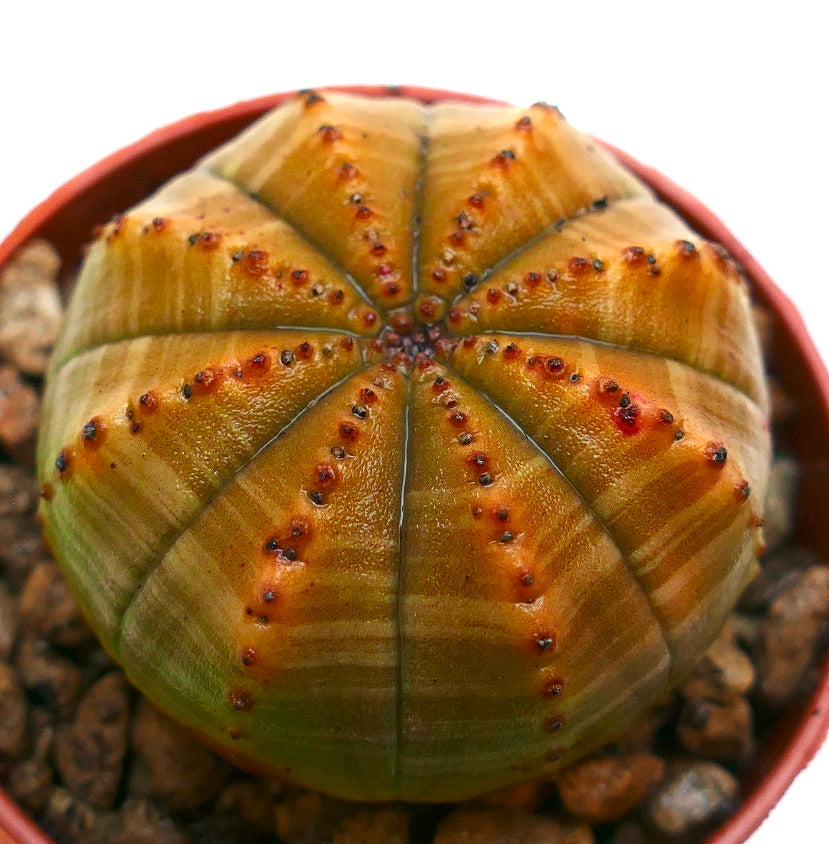 Succulenta Euphorbia obesa con corpo arrotondato a coste e piccoli tubercoli rossastri