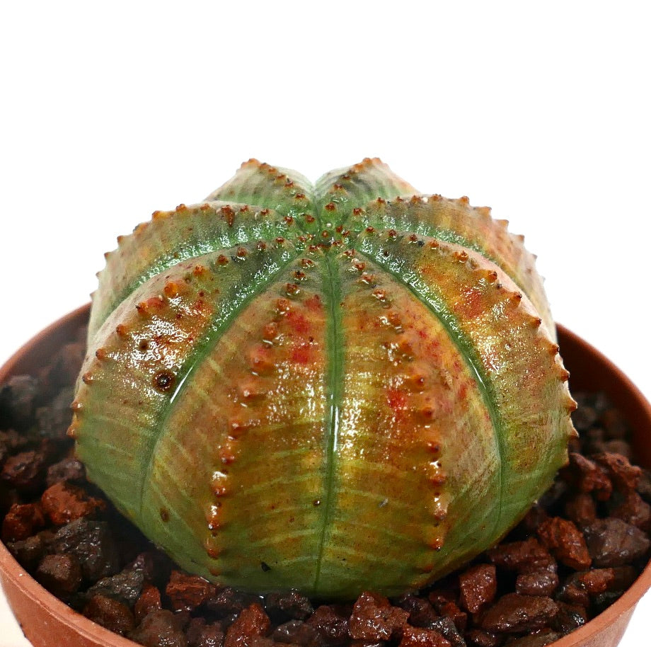 Euphorbia obesa ORANGE GREEN SLIGHTLY KIKKO COP4