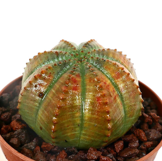 Euphorbia obesa ORANGE GREEN SLIGHTLY KIKKO COP4