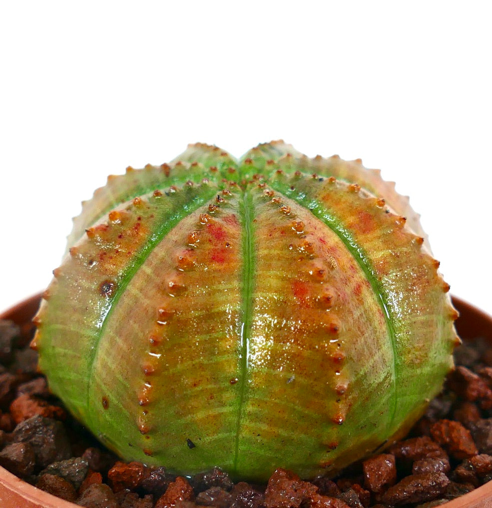 Euphorbia obesa ORANGE GREEN SLIGHTLY KIKKO COP4