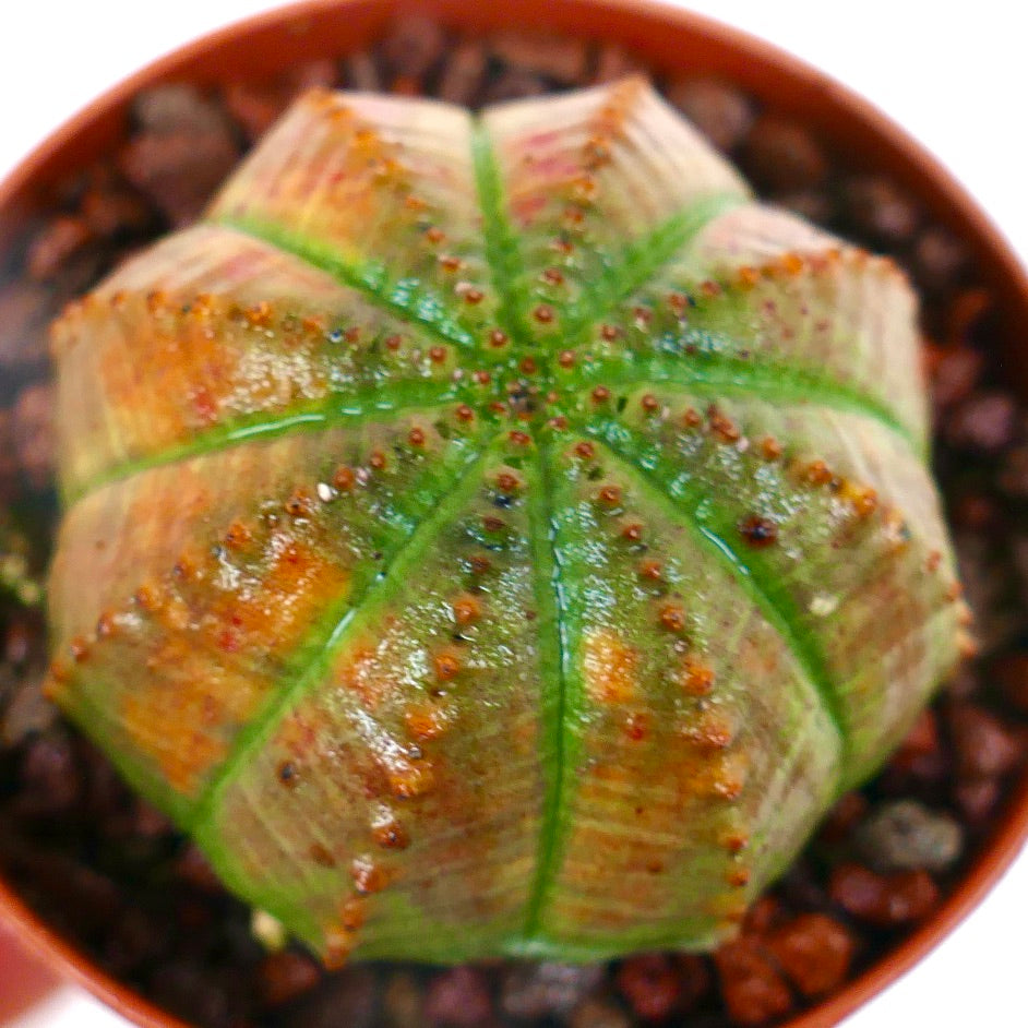 Euphorbia obesa ORANGE GREEN SLIGHTLY KIKKO COP4