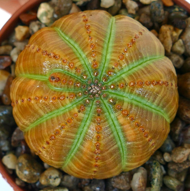 Top view of Euphorbia obesa cactus, showing its ribbed spherical body with golden-orange tones, green stripes, and small reddish tubercles.