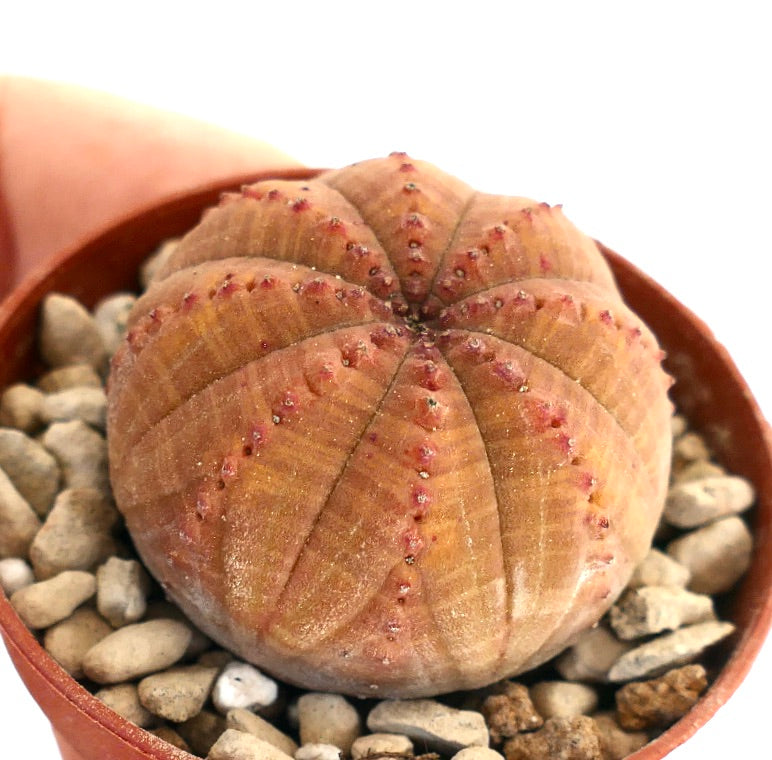 Euphorbia obesa rare succulent with rounded ribbed body and small red tubercles
