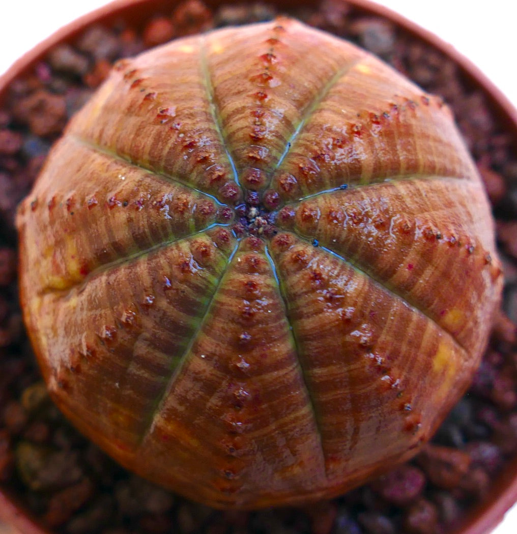 Euphorbia obesa succulent with rounded ribbed orange body and small brown tubercles