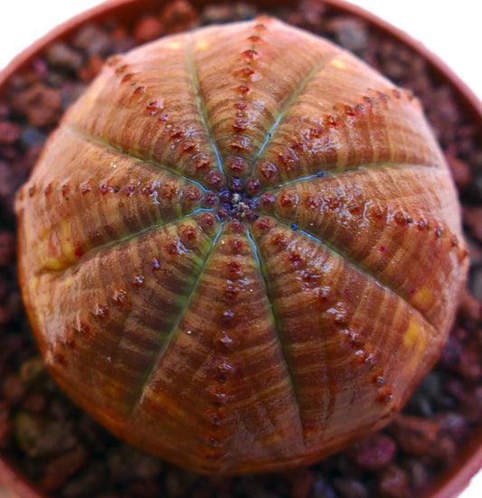 Euphorbia obesa succulent with rounded ribbed orange body and small brown tubercles