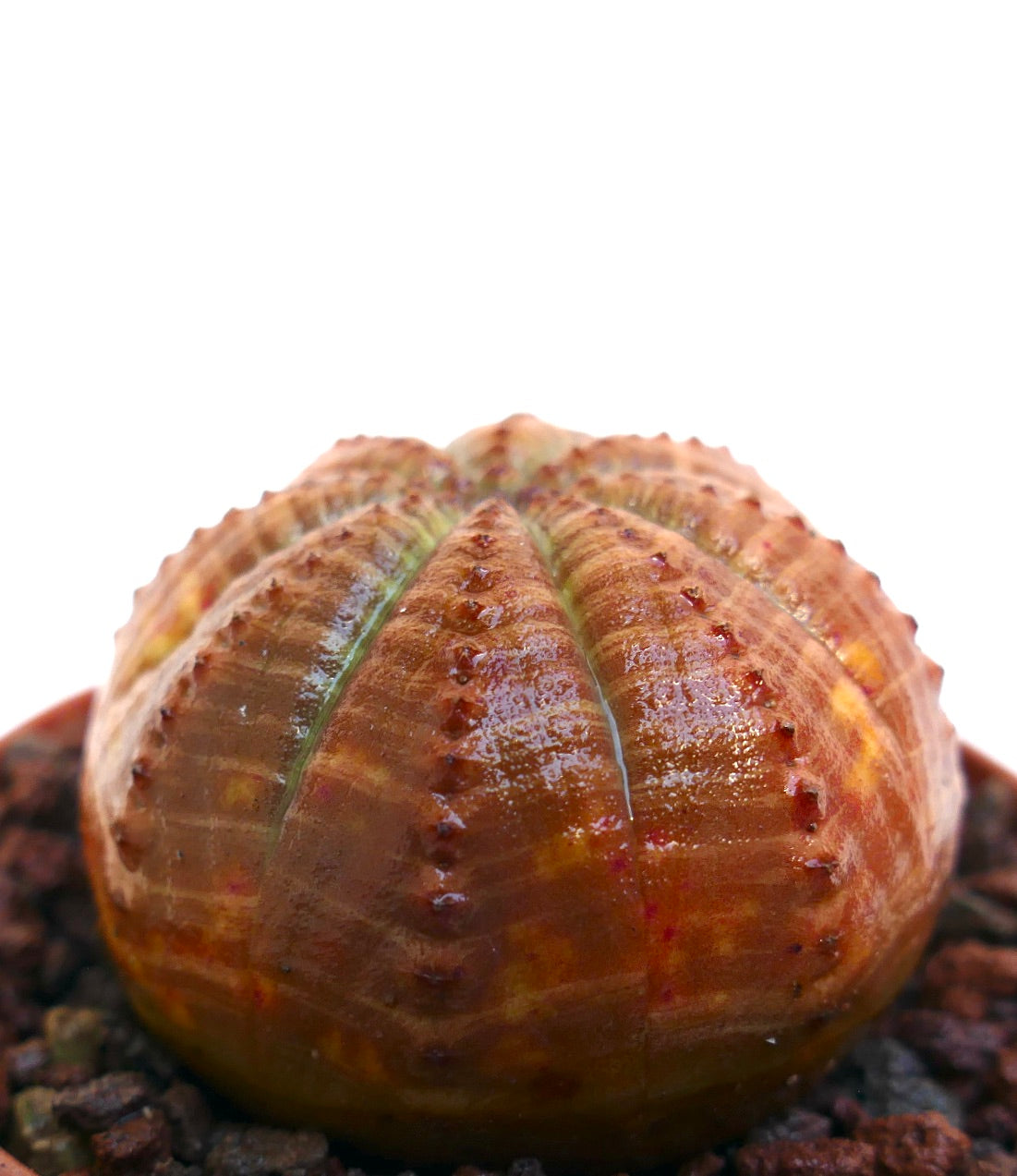 Euphorbia obesa rare succulent with rounded ribbed orange body and small tubercles