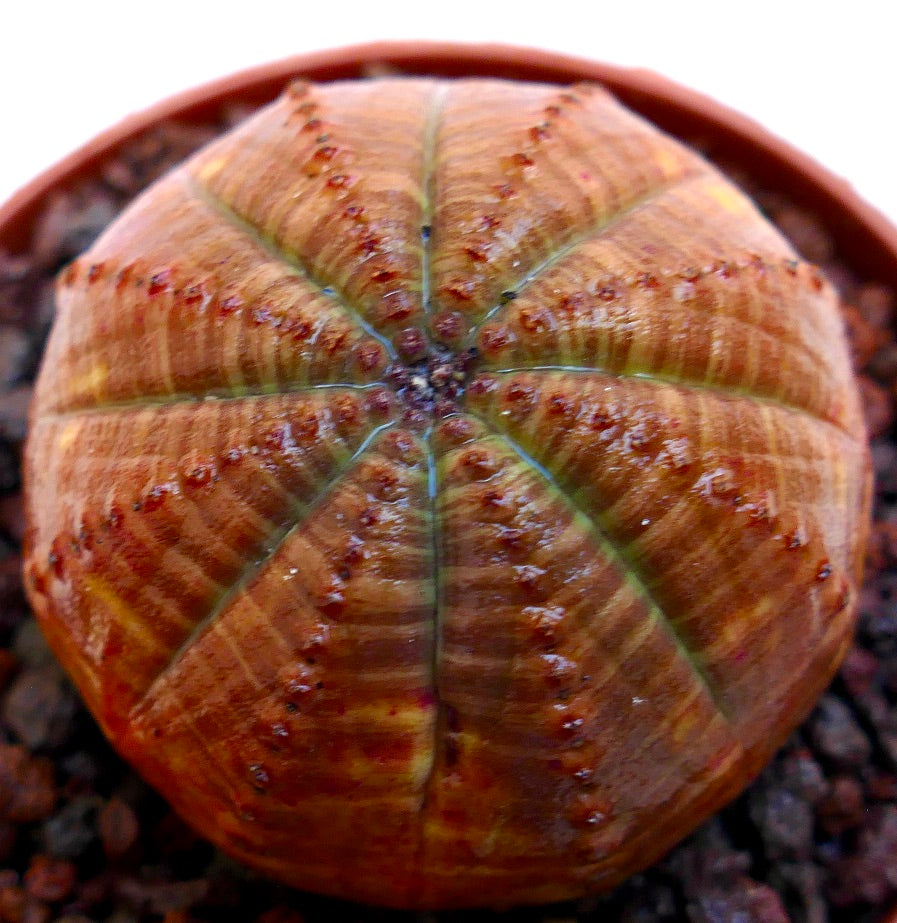 Euphorbia obesa rare succulent with rounded ribbed structure and small tubercles