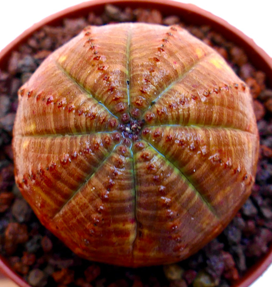 Euphorbia obesa succulent with rounded ribbed structure and orange-brown coloration