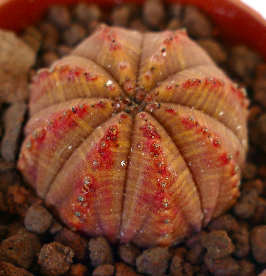 Euphorbia obesa succulent with rounded ribs and distinctive red markings on textured surface