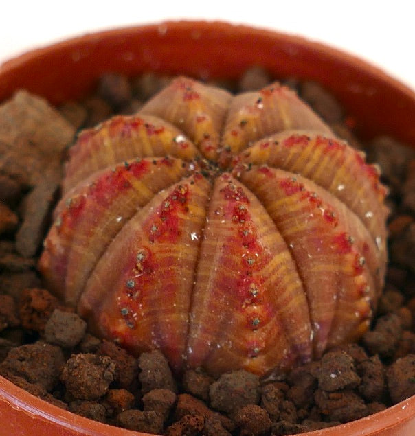 Euphorbia obesa succulent cactus with orange-red markings and rounded ribbed structure