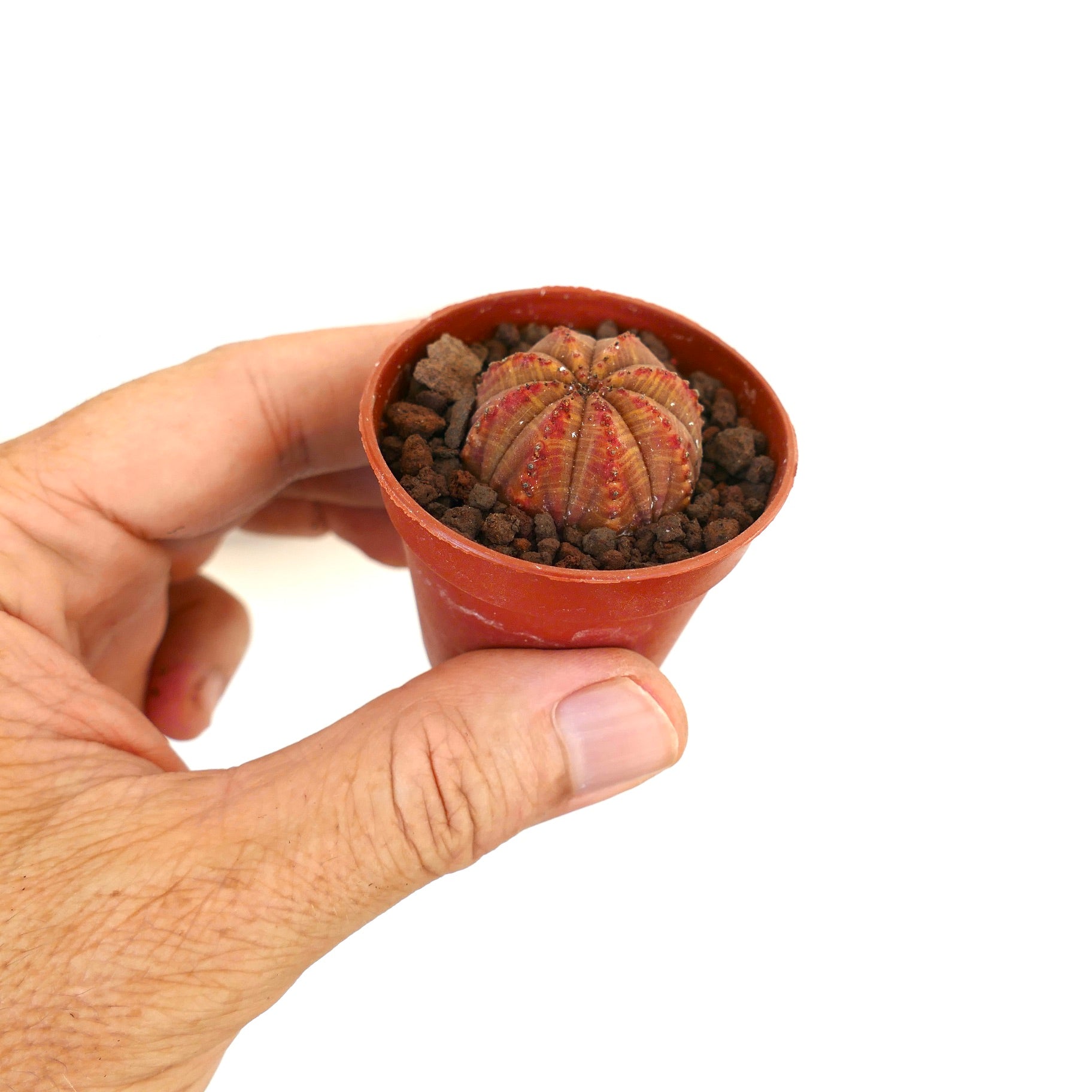 Euphorbia obesa small succulent with rounded ribbed body and red markings in pot