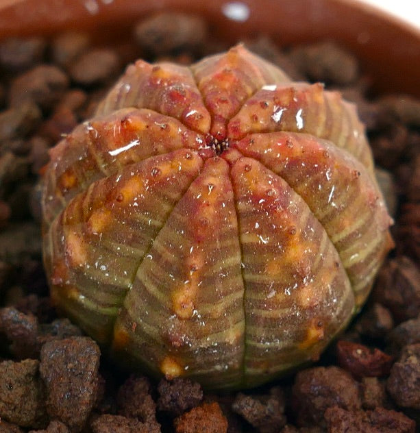 Euphorbia obesa succulent with rounded ribbed body and orange-red striped variegation