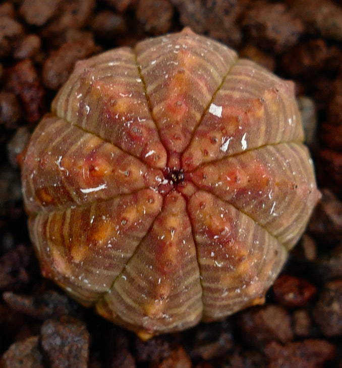 Euphorbia obesa succulent with rounded ribbed body and subtle orange-red variegation on soil