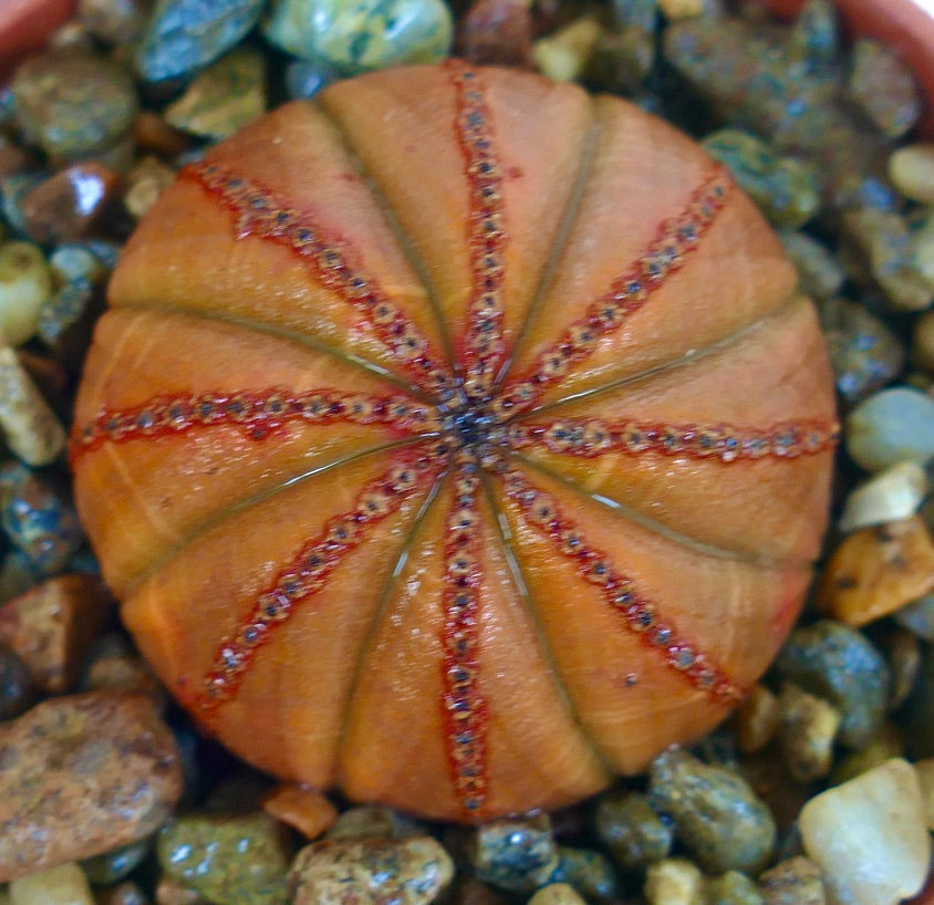 Euphorbia obesa ORANGE SELECTED cactus, top view showing its bright orange body with red dotted ridges and symmetrical ribbed structure in a pebble pot.
