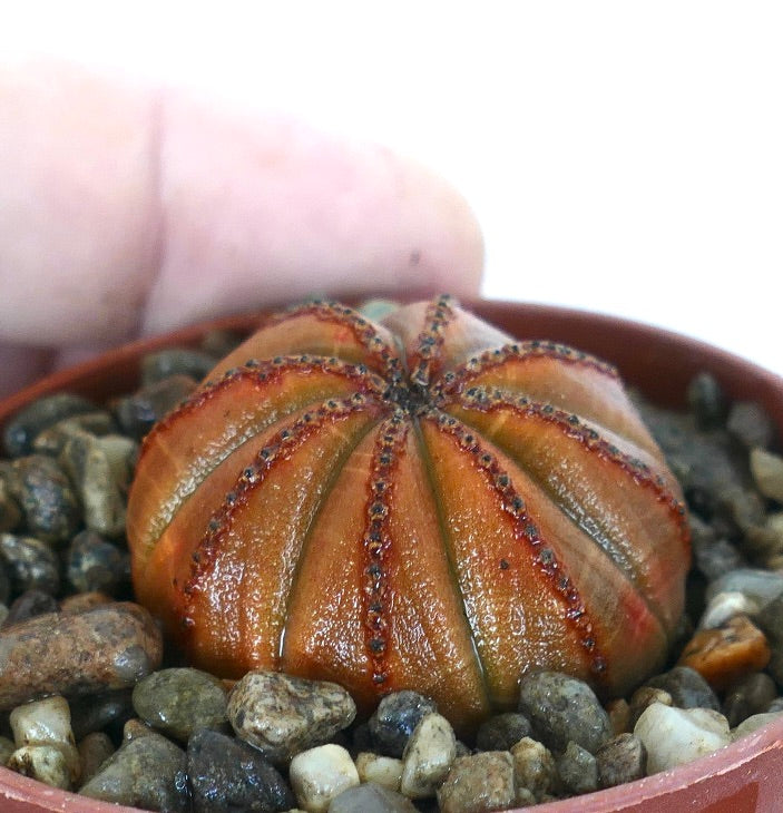 Euphorbia obesa ORANGE SELECTED hybrid, side view with strong orange tones, rounded ball shape, and red linear markings, planted in a brown pot with gravel.