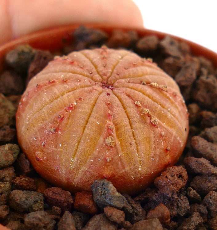 Euphorbia obesa succulent with rounded ribbed orange body and small tubercles in rocky soil