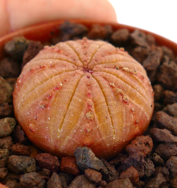 ユーフォルビア・オベサ | Botanical Archive | コレクションに追加する