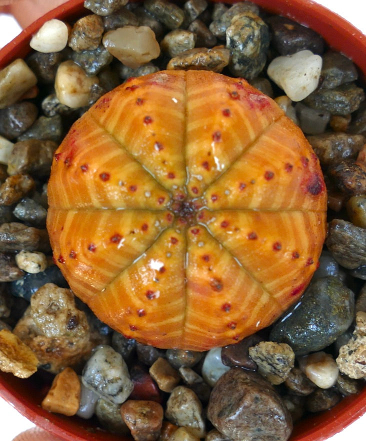 Succulent plant Euphorbia obesa top view, spherical with bright orange ribs and small red spots, growing in a pot with pebbles.