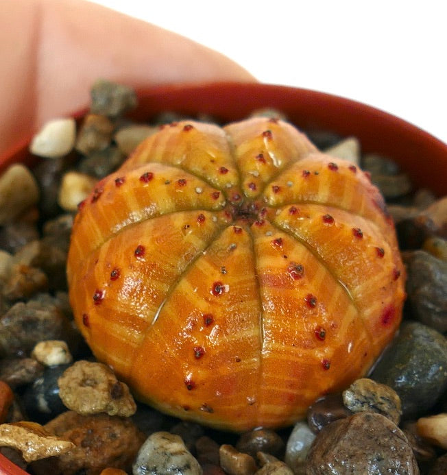 Succulent plant Euphorbia obesa close-up, round cactus-like form with vivid orange segments and red dots along the ribs.