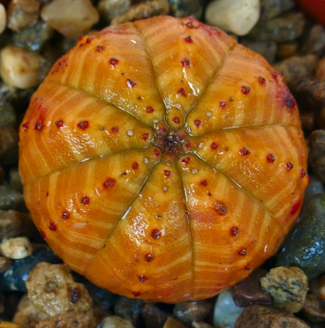 Overhead view of succulent plant Euphorbia obesa, showing its orange ribbed body with distinct red markings and glossy texture.