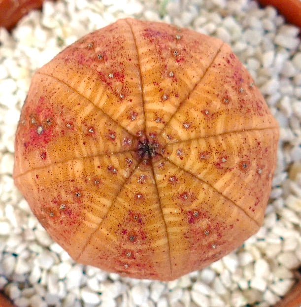 Euphorbia obesa rare succulent with orange body and small red spots pattern