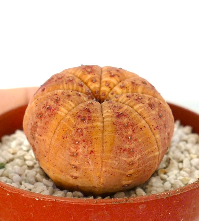 Euphorbia obesa small succulent with orange skin and red spots in pot