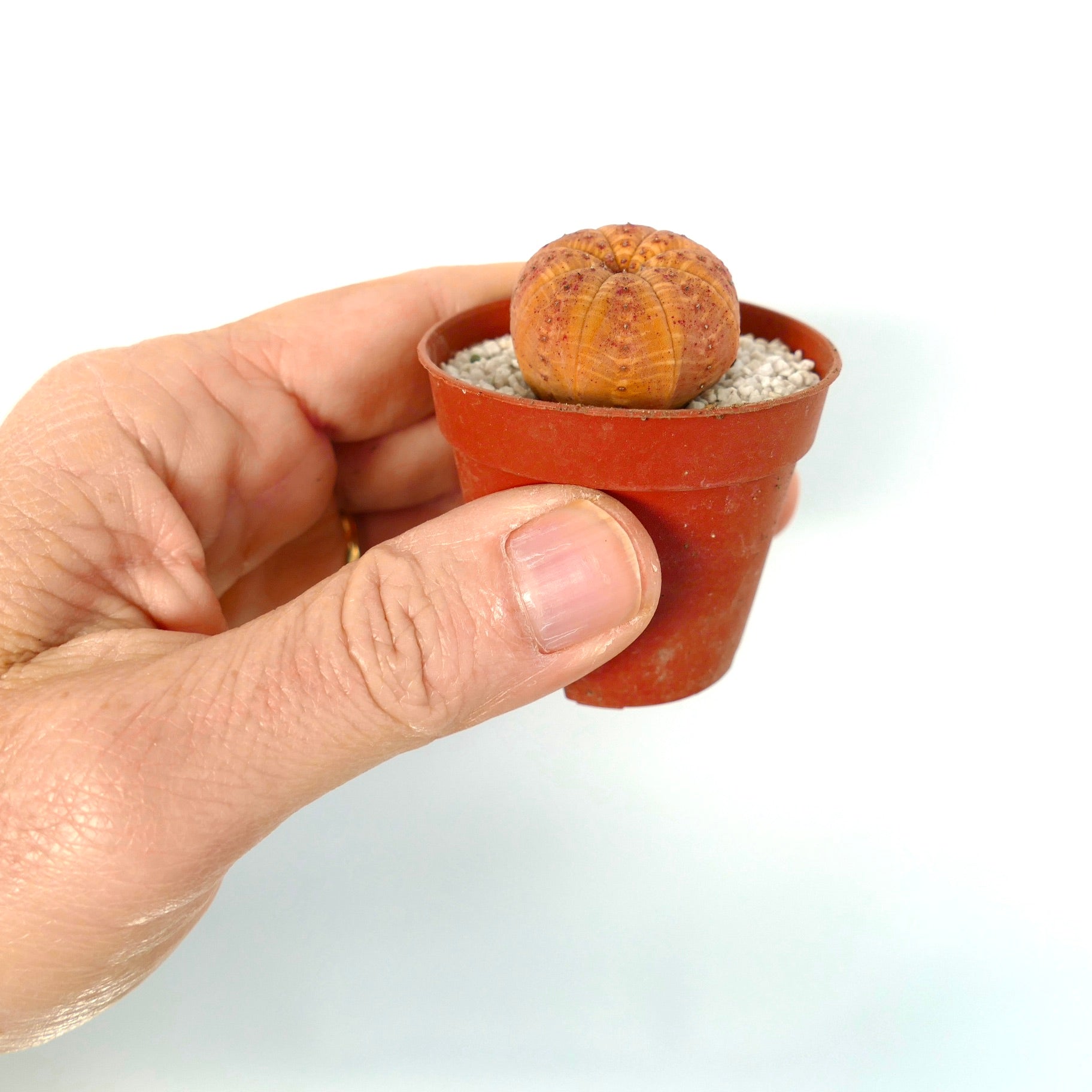 Euphorbia obesa small succulent with rounded ribbed body and red speckled spots