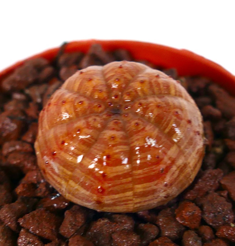 오렌지 줄무늬와 작은 붉은 점이 있는 은하수 다육식물 오포르비아 오베사, 분갈이용 혼합토에 심김