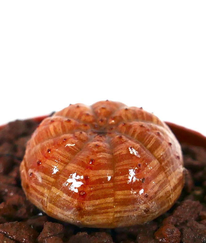 흙 위에 놓인 주황색 줄무늬와 둥근 능선 형태의 유포르비아 오베사 다육식물