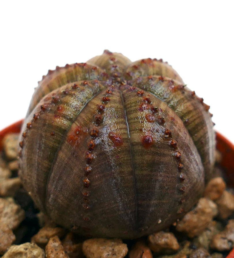 Euphorbia obesa succulent with rounded ribbed body and reddish-brown textured surface