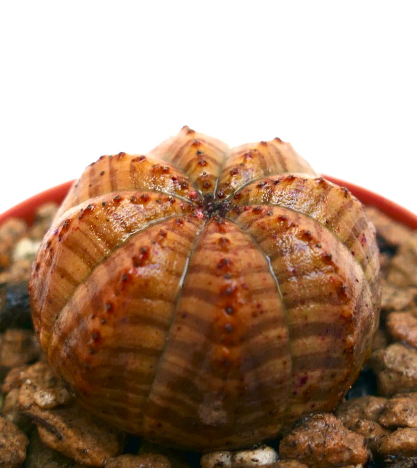 ユーフォルビア・オベサ 多肉植物、丸みを帯びた肋骨状の本体とオレンジ茶色の縞模様