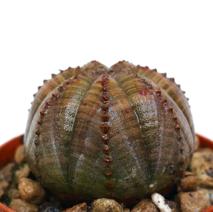 Euphorbia obesa succulent with rounded ribbed body and small brown tubercles in pot