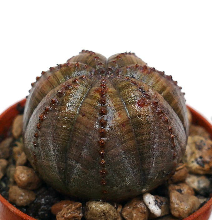 Euphorbia obesa succulent cactus with rounded ribbed body and small reddish tubercles