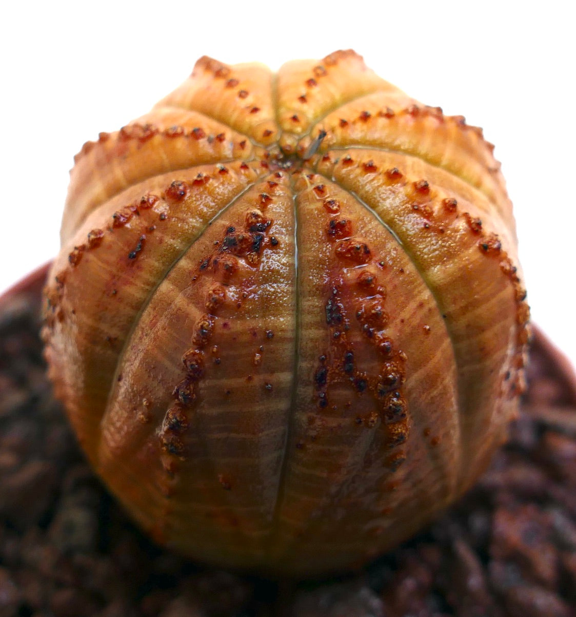 نبات صبار يو فوربيا أوبيزا عصاري ذو جسم مستدير مخطط برتقالي مع أضلاع ونتوءات بنية صغيرة