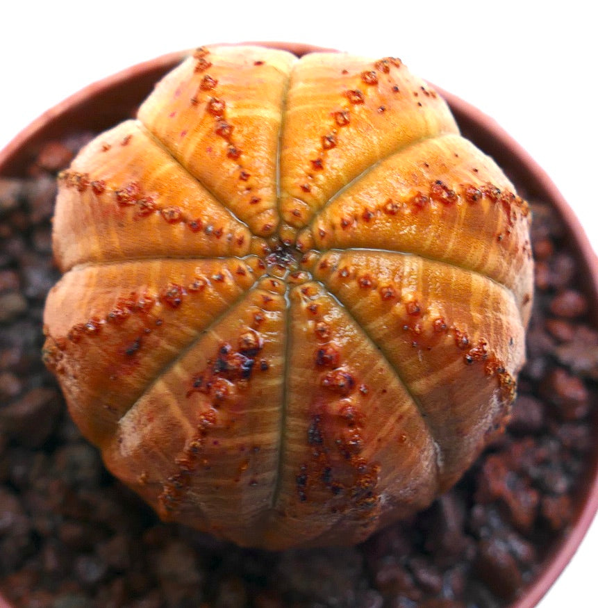 يوفوربيا أوبيسا نبات عصاري نادر ذو أضلاع مستديرة مخططة باللون البرتقالي وسطح محكم الملمس